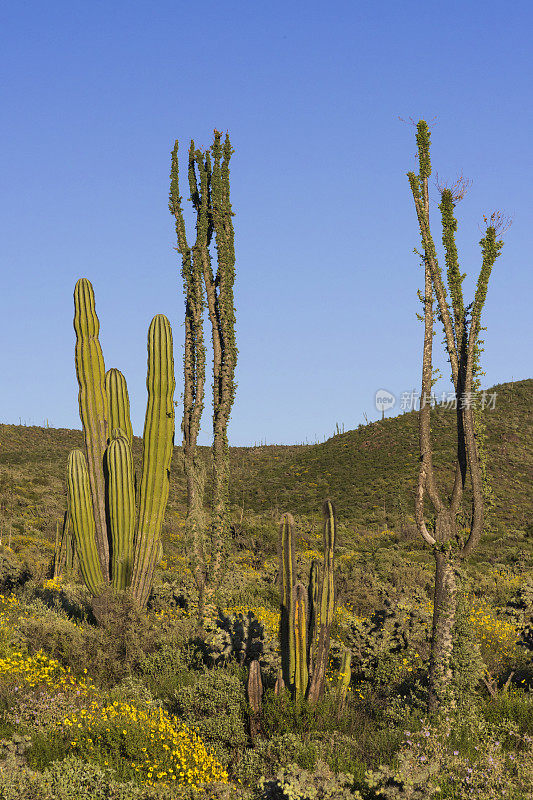 下加利福尼亚州春天的傍晚，Cardón Cacti和Boojum